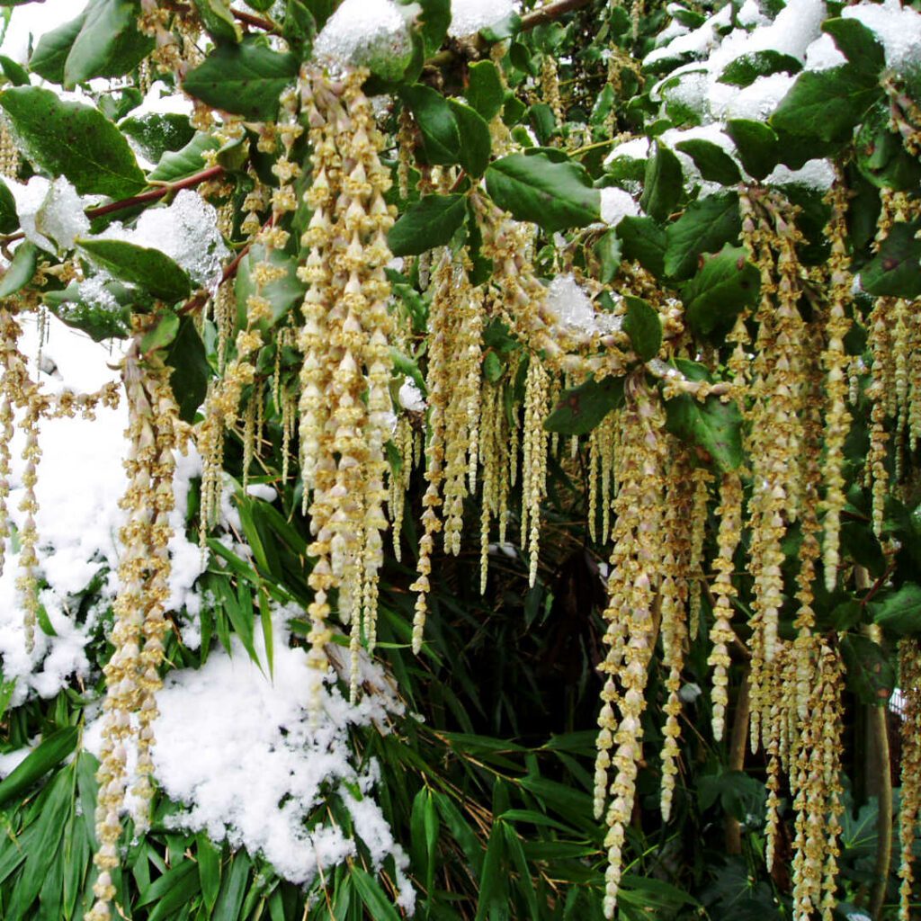 Garrya elliptica ‘James Roof’ 4L 5023242345840 2